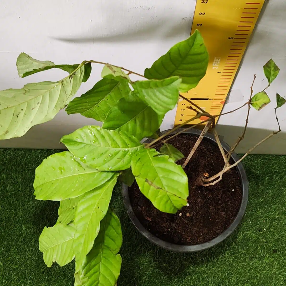 Rambutan (N18) Grafted Live Fruit Plant - Image 11