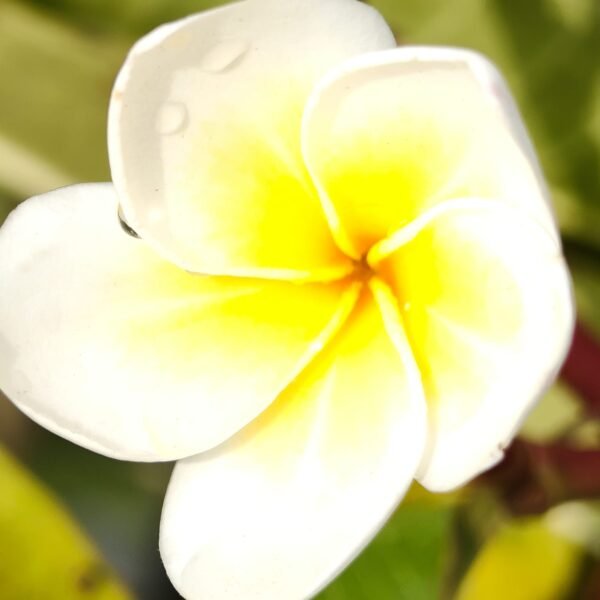 Plumeria White Yellow - Image 4