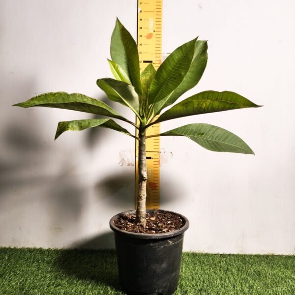 Plumeria White Yellow - Image 11