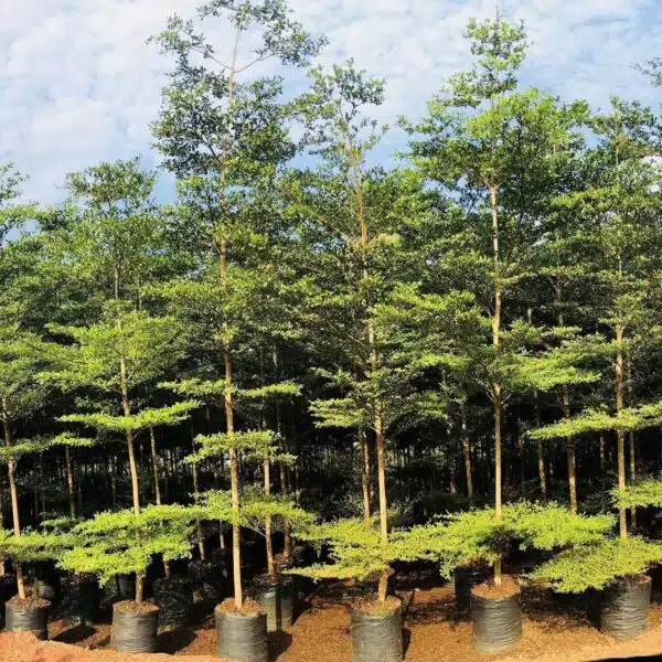 Terminalia Mantaly - Image 16