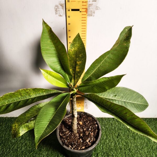 Plumeria White Yellow - Image 13