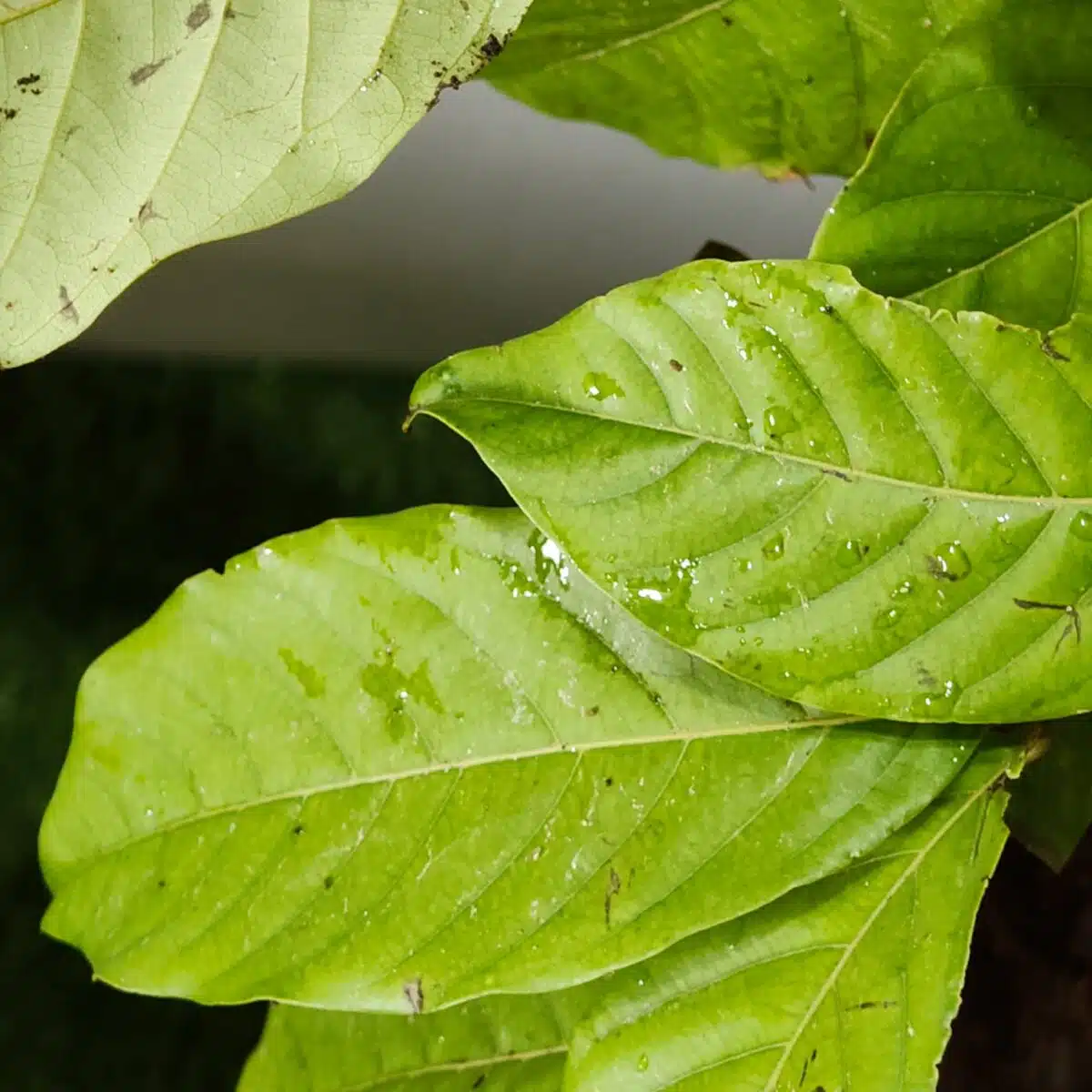 Rambutan (N18) Grafted Live Fruit Plant - Image 13