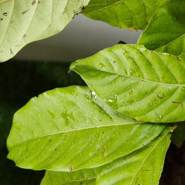 Rambutan (N18) Grafted Live Fruit Plant - Image 13