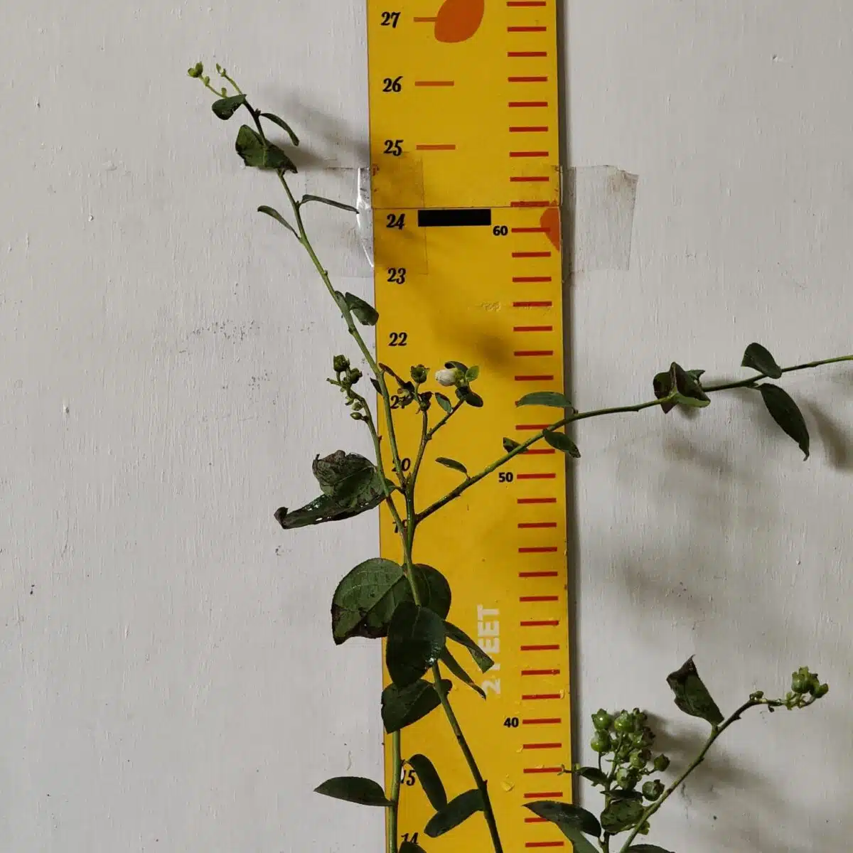 Blueberry Plant (Berryland Blue No.1) - Image 14