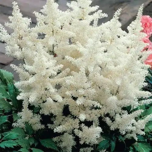 Astilbe (White) Flowering Plant - Image 15