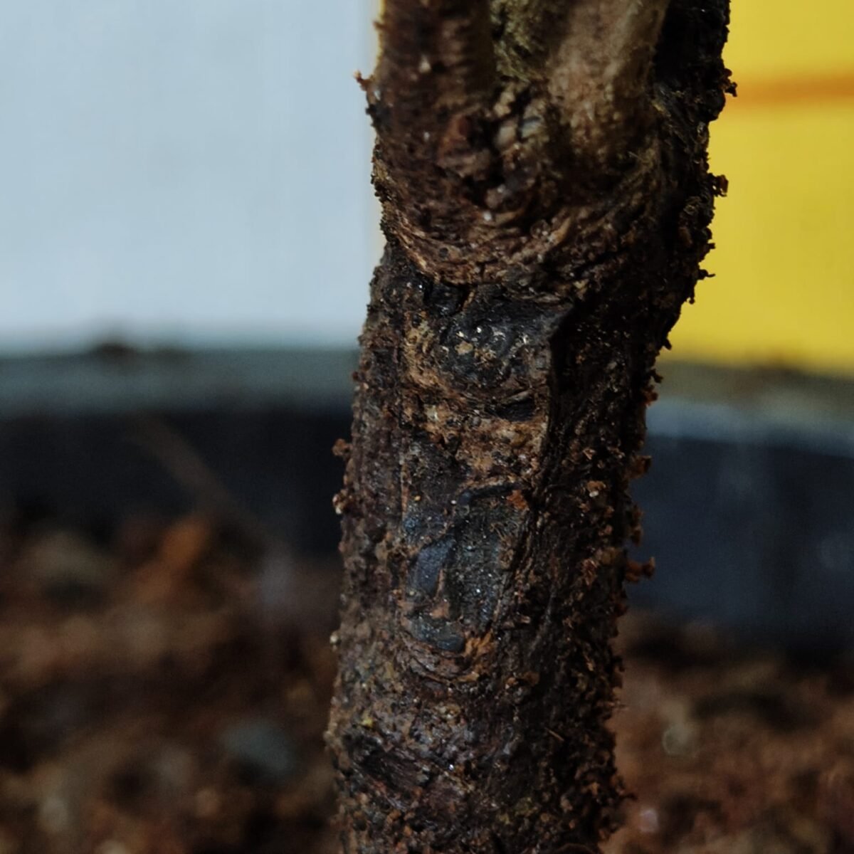 Rambutan (N18) Grafted Live Fruit Plant - Image 15