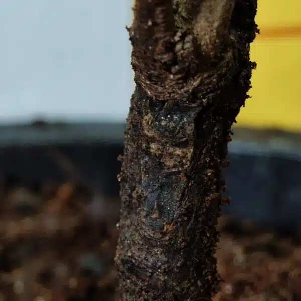 Rambutan (N18) Grafted Live Fruit Plant - Image 15