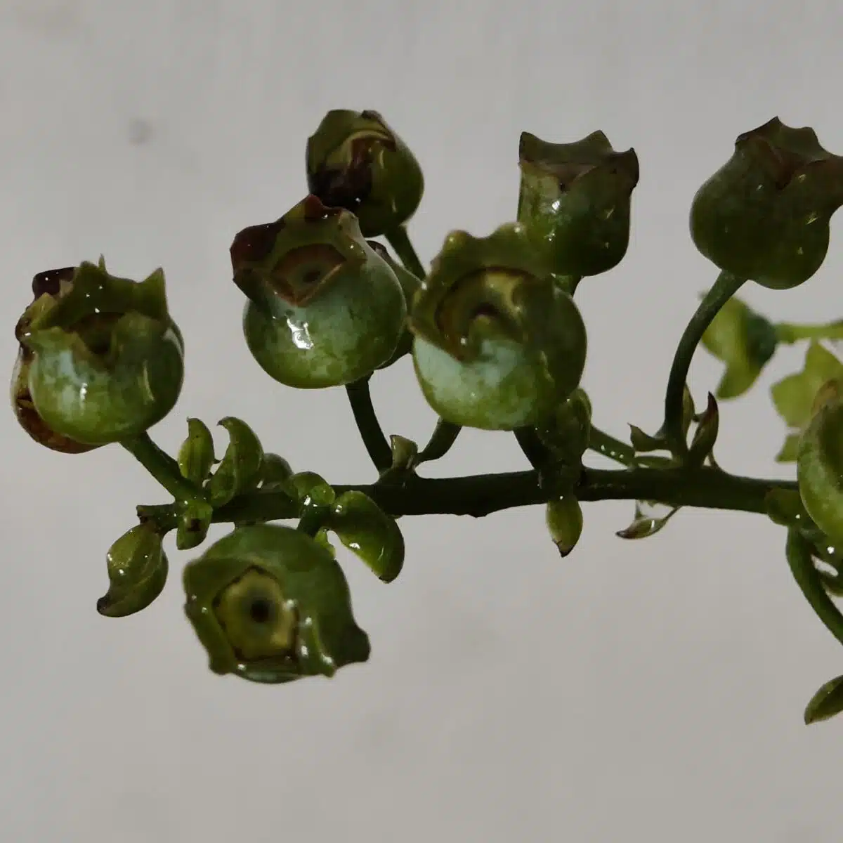 Blueberry Plant (Berryland Blue No.1) - Image 10