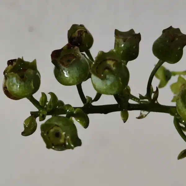 Blueberry Plant (Berryland Blue No.1) - Image 10