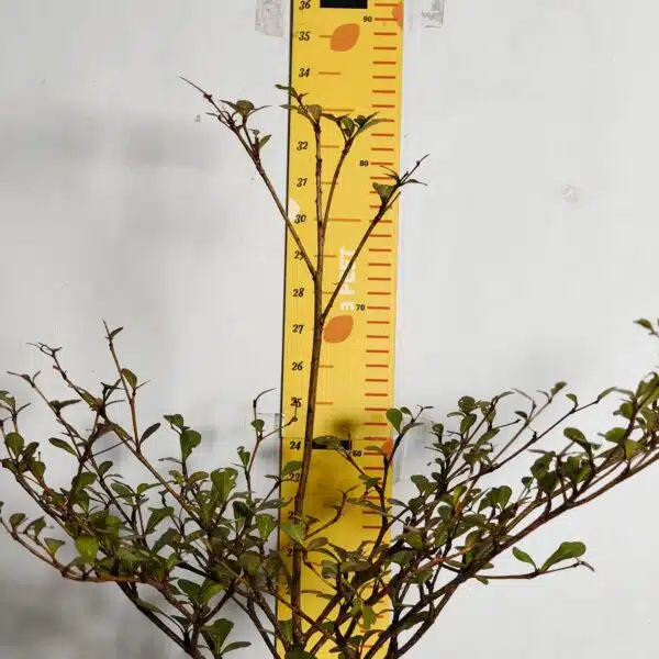 Terminalia Mantaly - Image 4