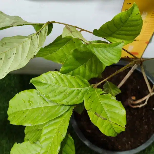 Rambutan (N18) Grafted Live Fruit Plant - Image 12