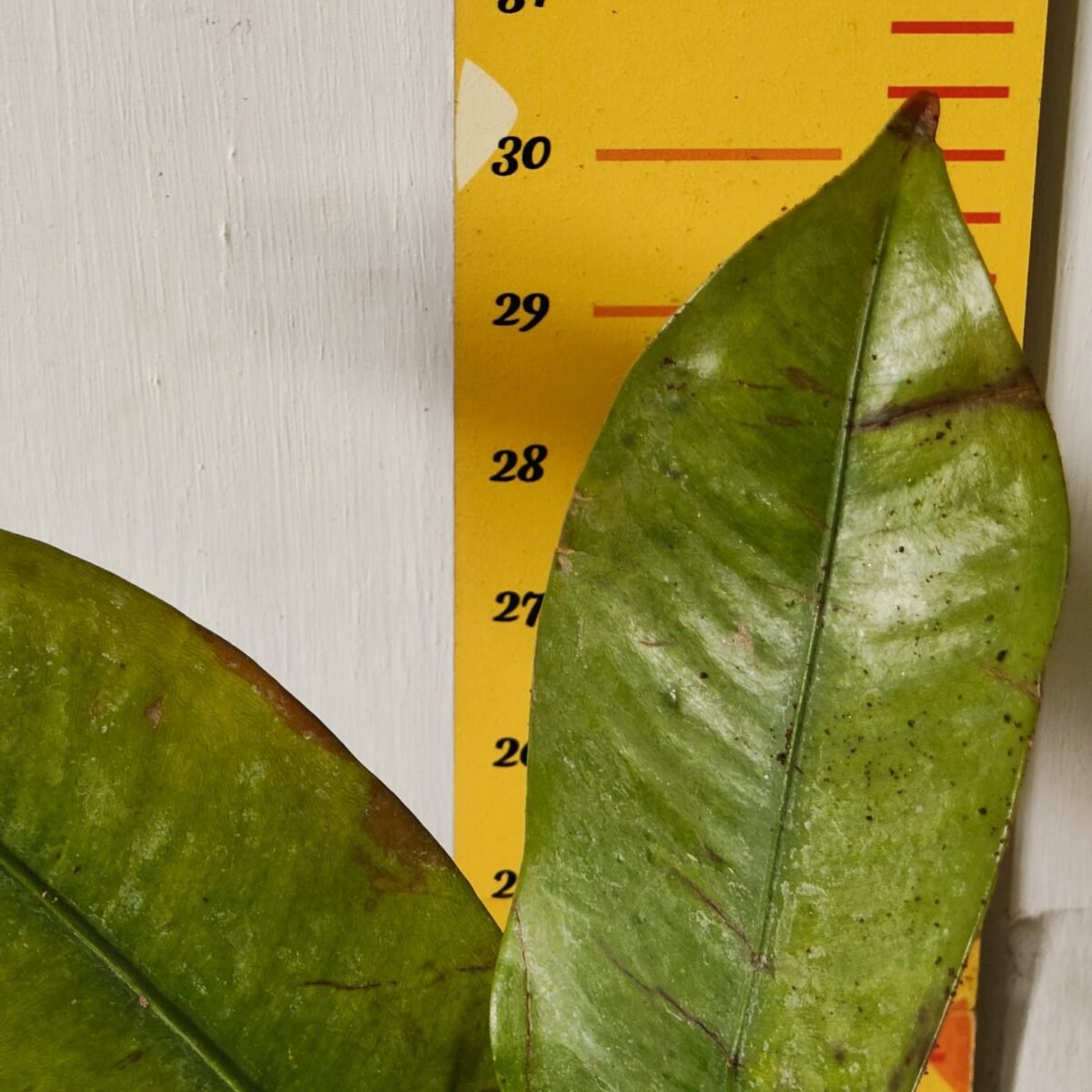 Mangosteen (Garcinia Mangostana) Live Fruit Plants - Image 9
