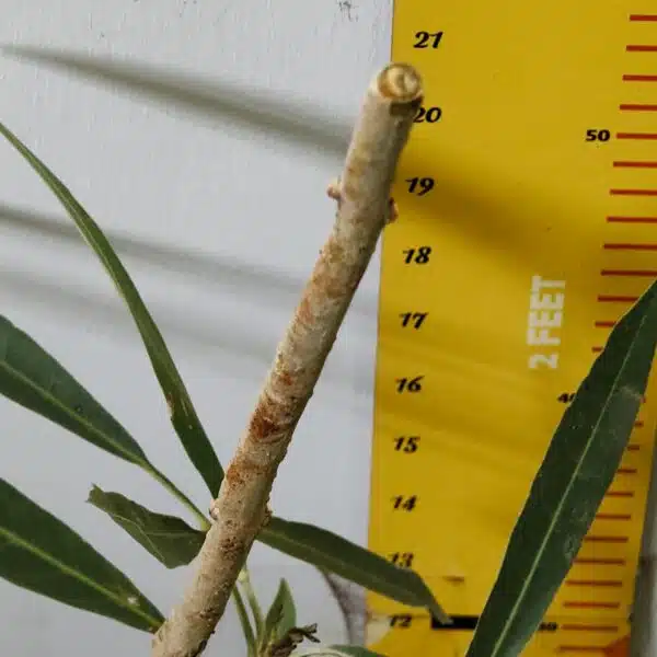 Tabebuia aurea (Tabebuia Argentea) Silver Golden Bell Trumpet tree - Image 5