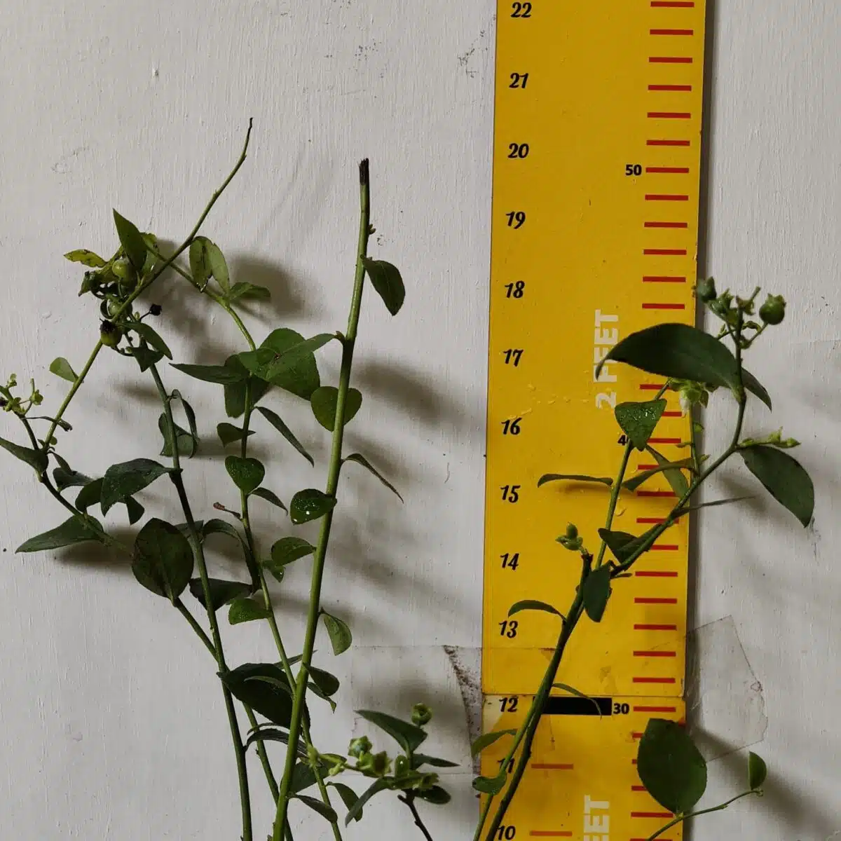 Blueberry Plant (Berryland Blue No.1) - Image 18