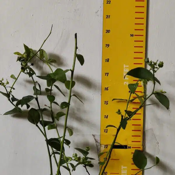 Blueberry Plant (Berryland Blue No.1) - Image 18