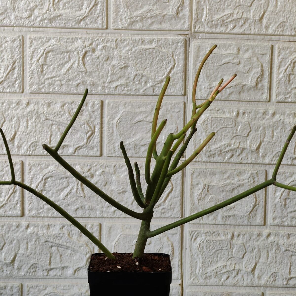 Euphorbia Tirucalli/ Fire Stick (Sticks on Fire/Red Pencil Cactus) Plant - Image 29