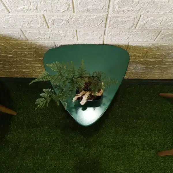 Rabbit's Foot Fern (Davallia fejeensis) - Image 13