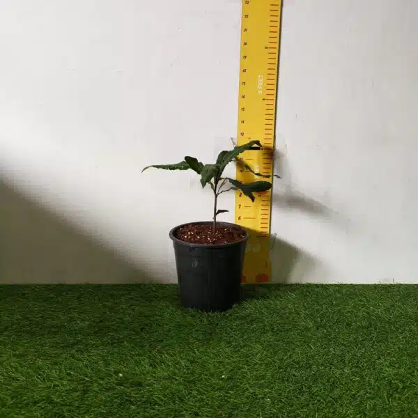 Macadamia Nut Tree Live Plant - Image 2