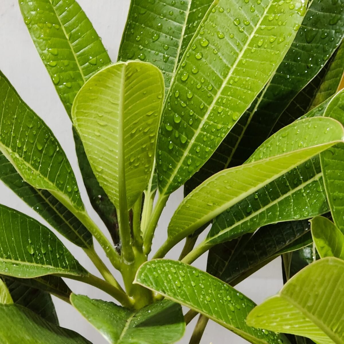 Evergreen Plumeria Pudica (White Frangipani) - Image 12