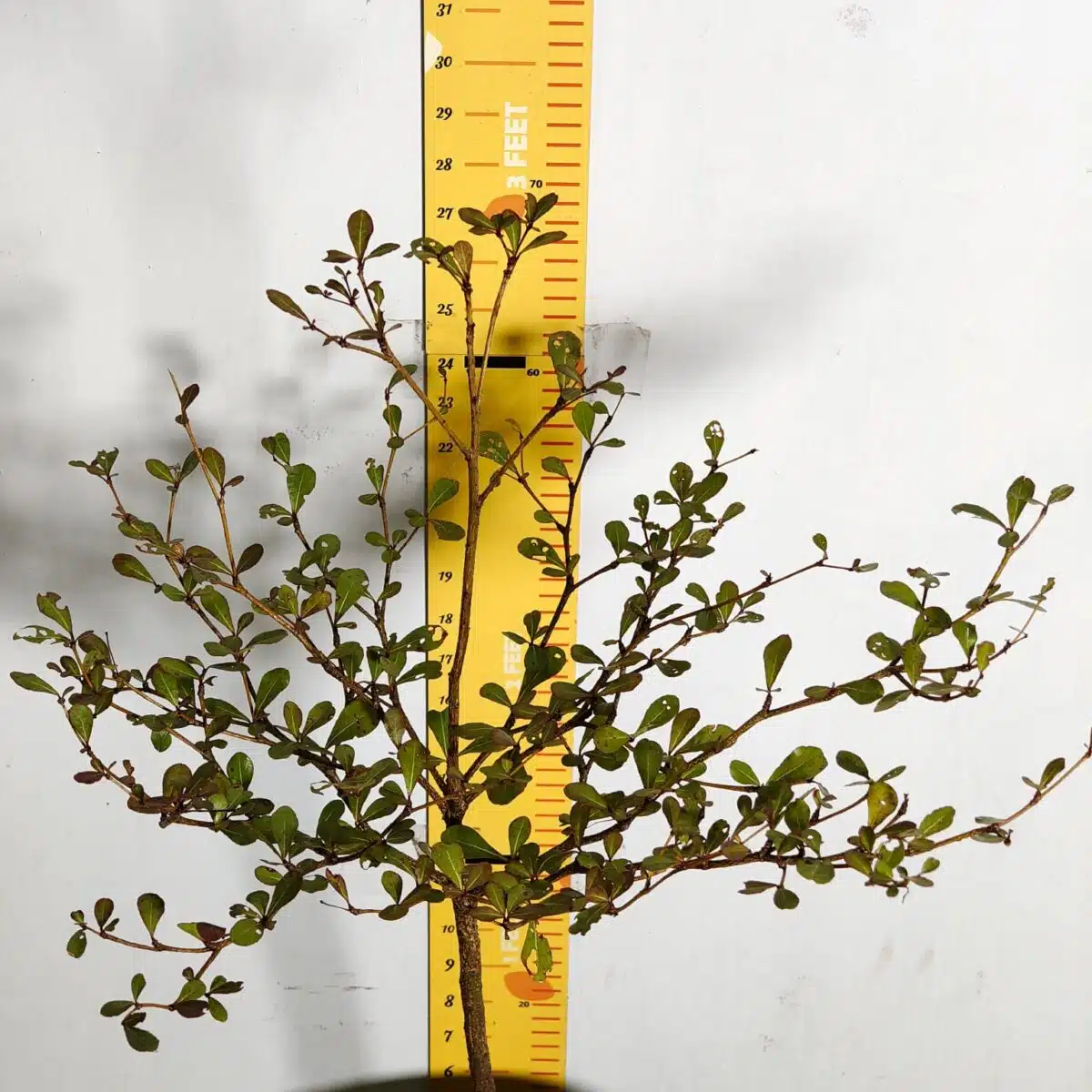 Terminalia Mantaly - Image 8