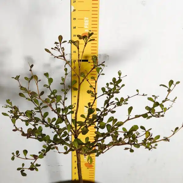 Terminalia Mantaly - Image 8