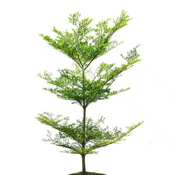 Terminalia Mantaly - Image 14