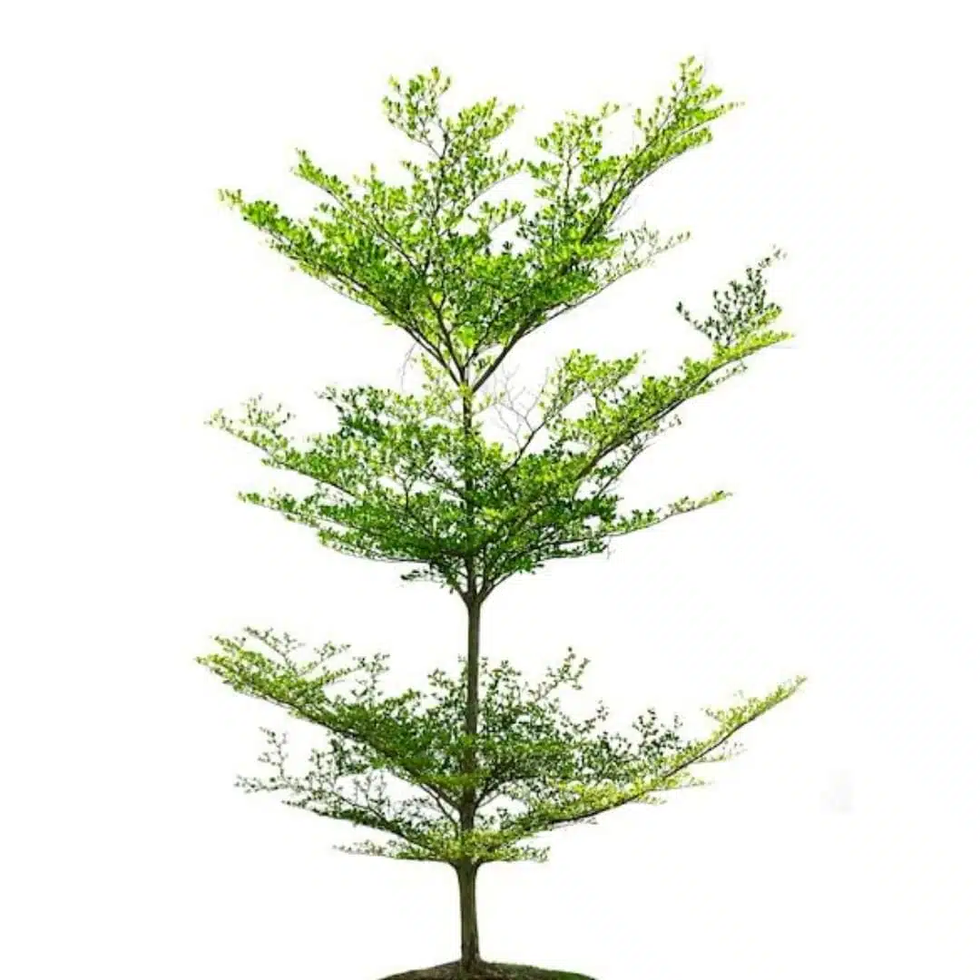 Terminalia Mantaly - Image 14