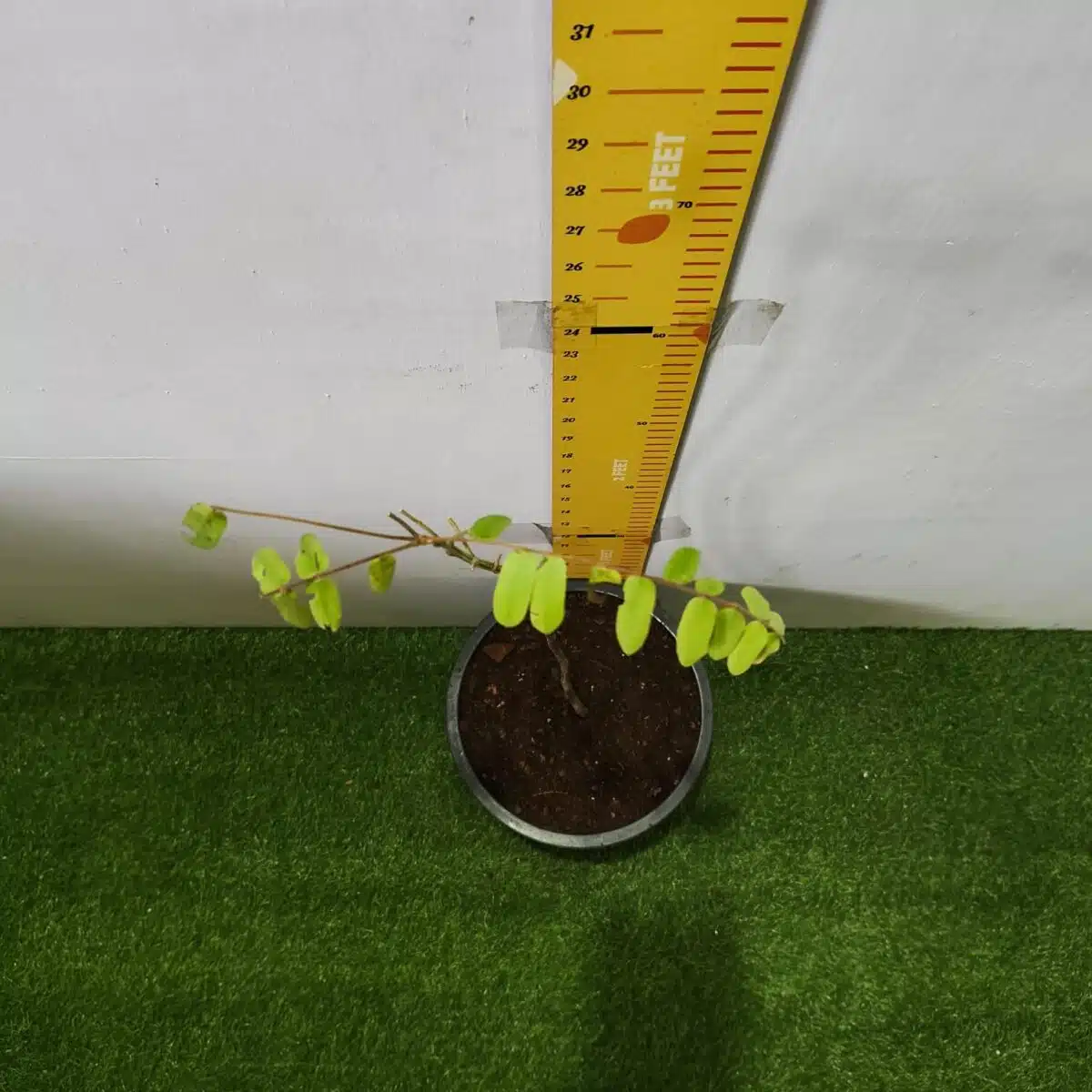 Cassia Javanica (pink shower, apple blossom, rainbow shower and Palawan cherry) Tree - Image 13