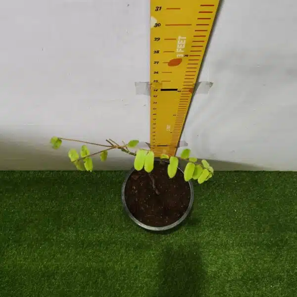 Cassia Javanica (pink shower, apple blossom, rainbow shower and Palawan cherry) Tree - Image 13