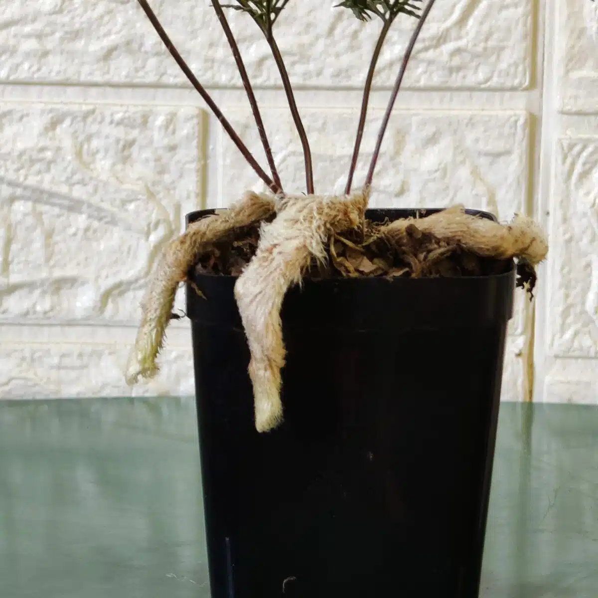 Rabbit's Foot Fern (Davallia fejeensis) - Image 4