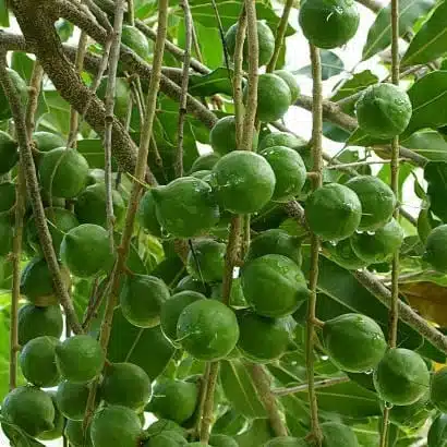 Macadamia Nut Tree Live Plant - Image 12