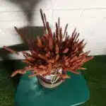 Dried Mountain Grass