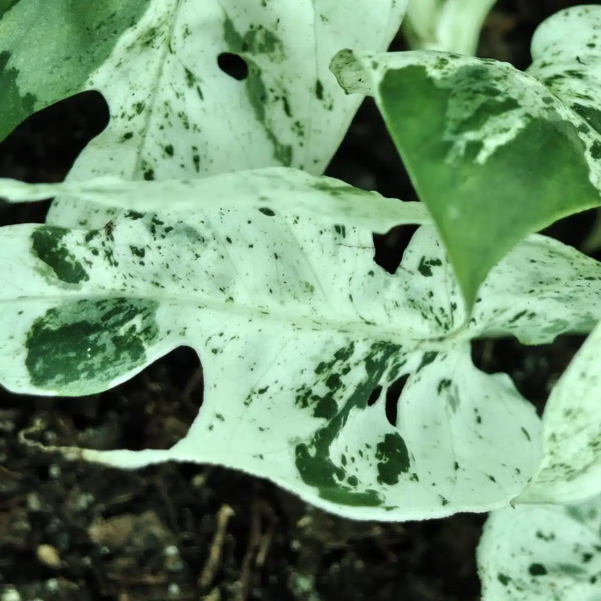 Epipremnum pinnatum marble variegated - Image 7