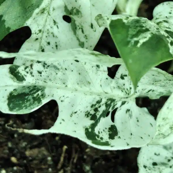 Epipremnum pinnatum marble variegated - Image 7