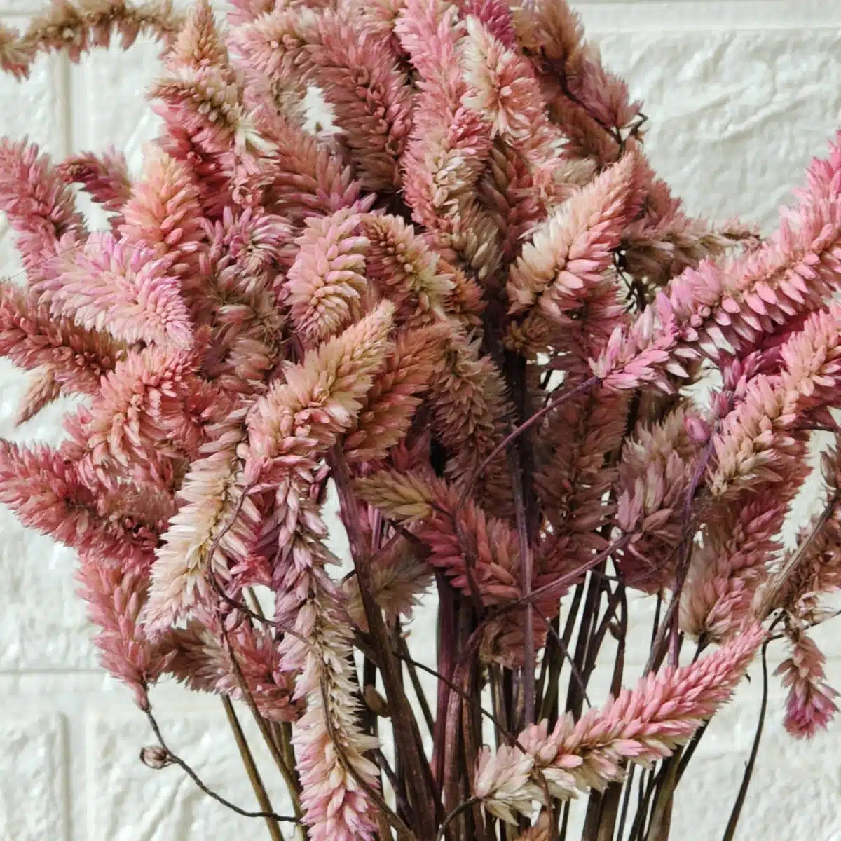 Dried Celosia Flowers, Flamingo Feather - Image 6