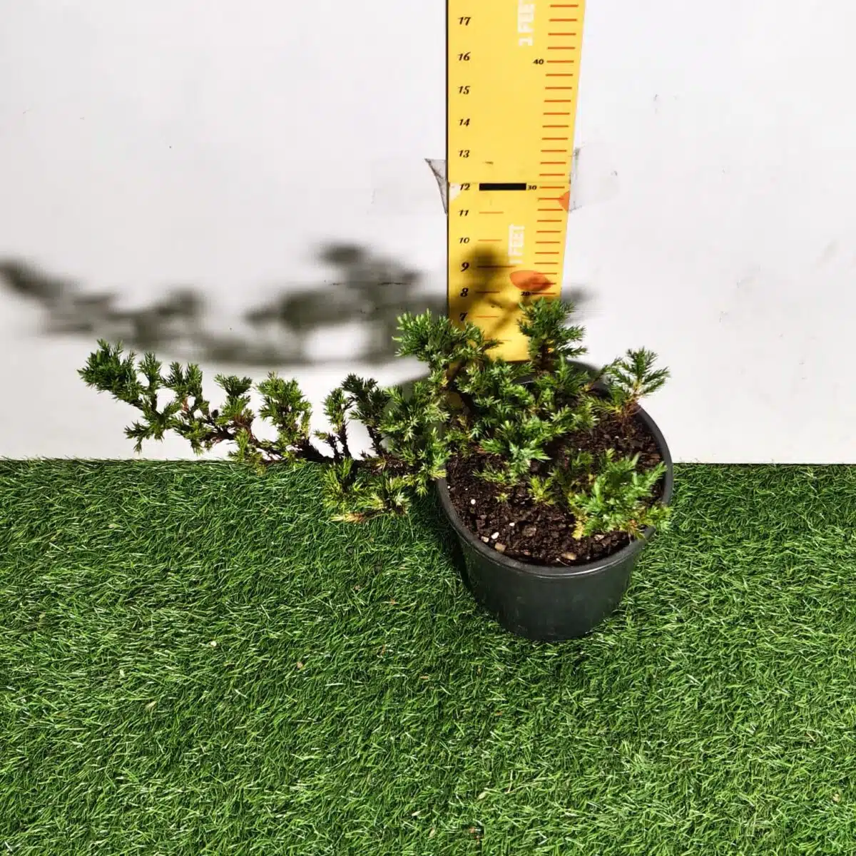 Juniperus Prostrata (Juniper Horizontalis) - Image 10