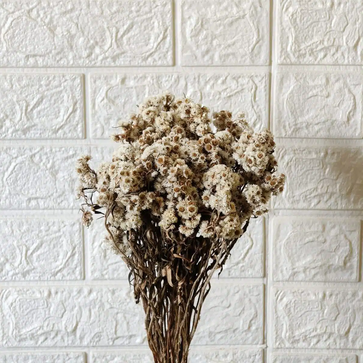 Dried Wild Daisy Preserved Natural Flowers - Image 10