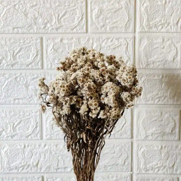 Dried Wild Daisy Preserved Natural Flowers - Image 10
