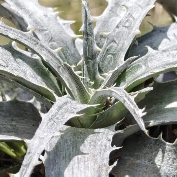 Dyckia - Image 3