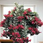 Hoya Lipstick (Aeschynanthus radicans)