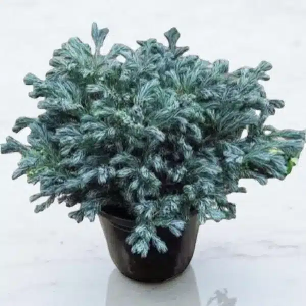 Silver Pine (Chamaecyparis Pisifera Boulevard) - Stunning Evergreen Tree for Your Garden