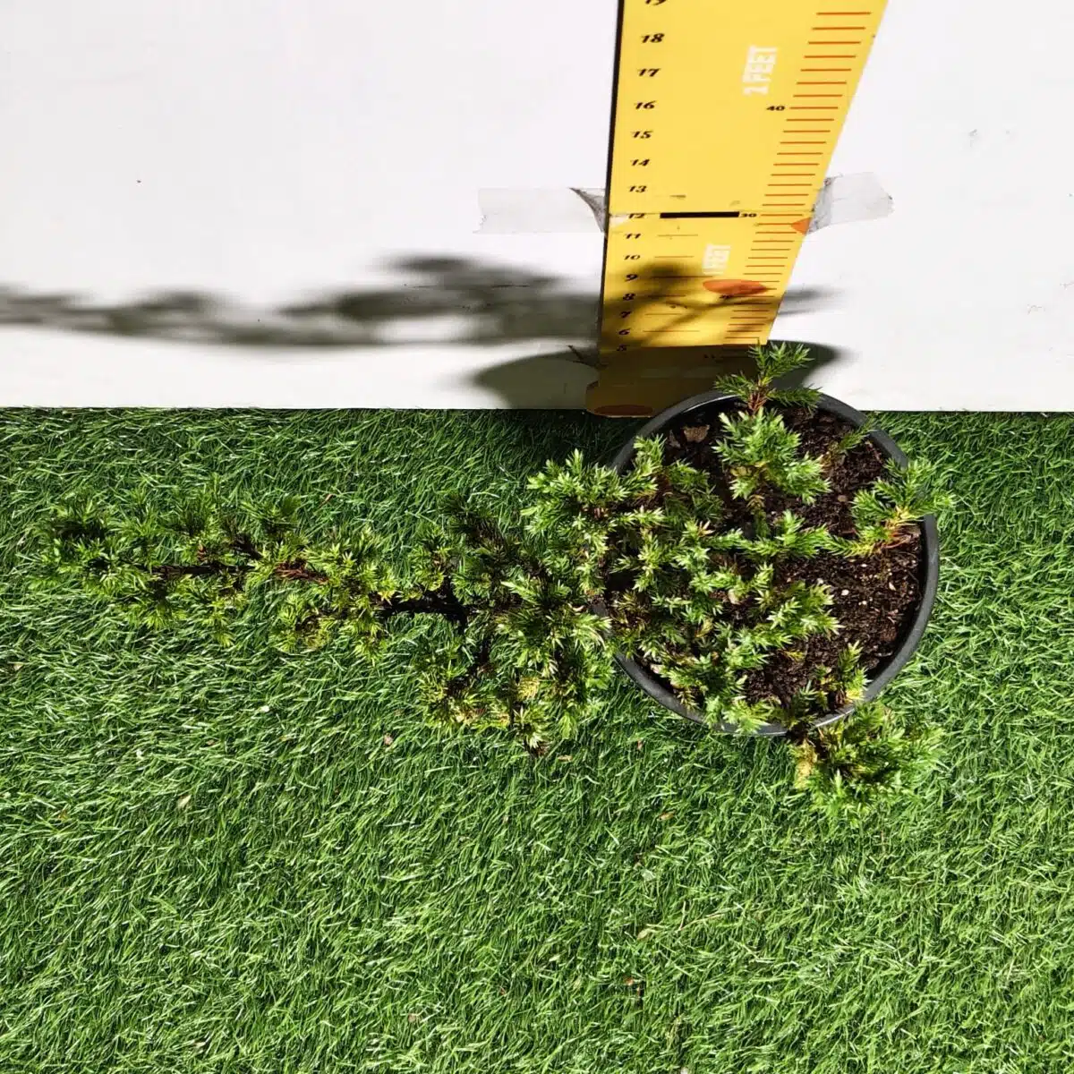 Juniperus Prostrata (Juniper Horizontalis) - Image 15