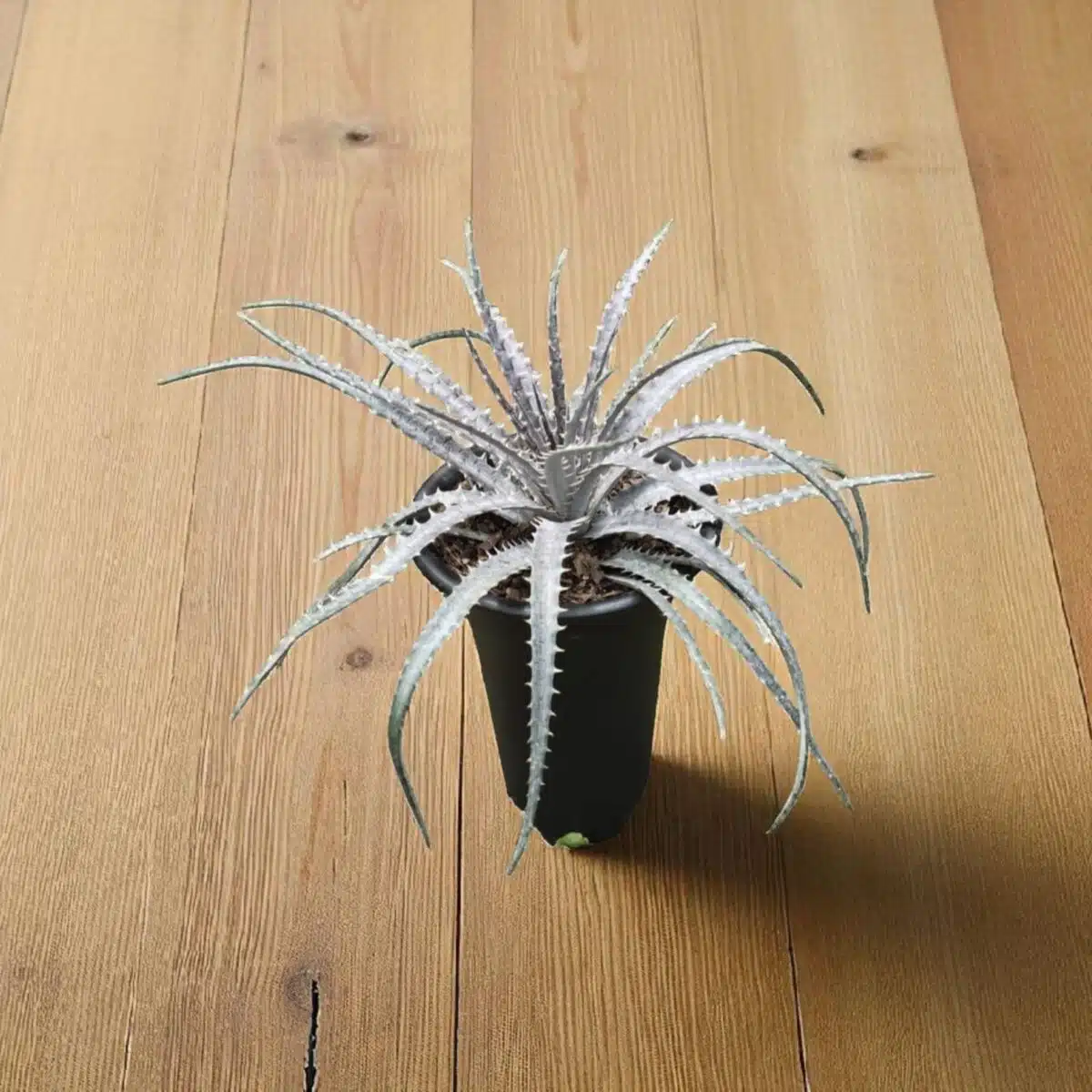 Dyckia - Image 2