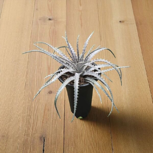 Dyckia - Image 2