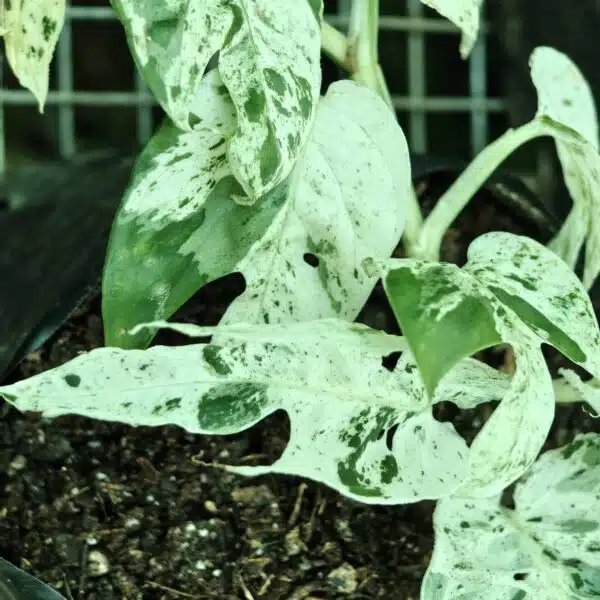 Epipremnum pinnatum marble variegated - Image 6