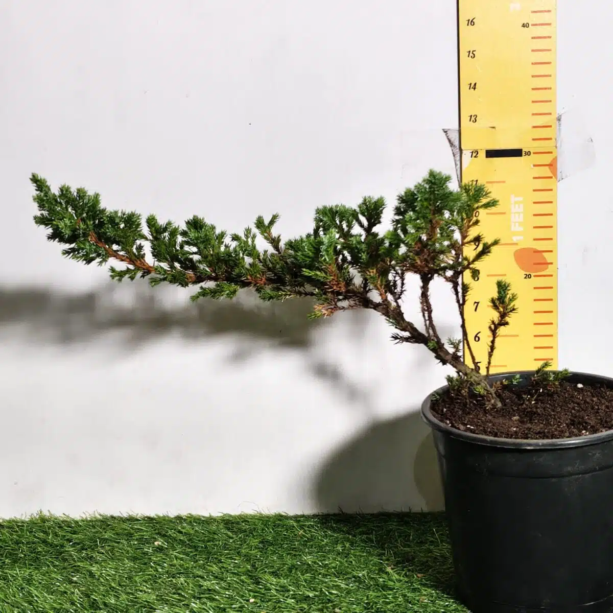 Juniperus Prostrata (Juniper Horizontalis) - Image 3