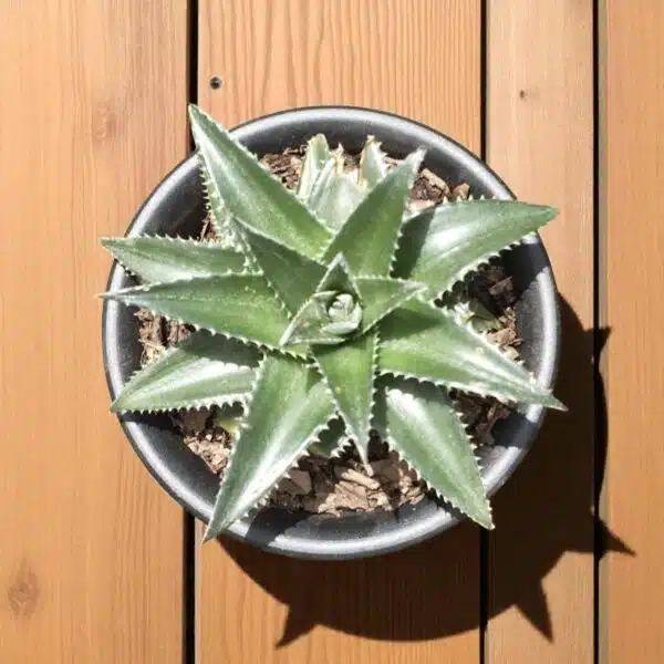 Dyckia - Image 4