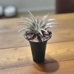 Dyckia