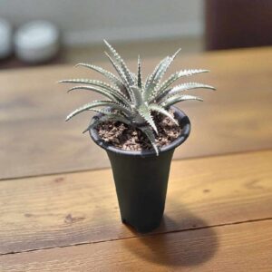 Dyckia