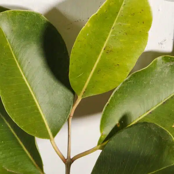 White Jamun (Syzygium cumini) Grafted Fruit Plant - Image 7